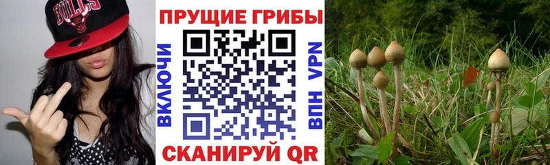 купить   Гдов  Галлюциногенные грибы MAGIC MUSHROOMS 